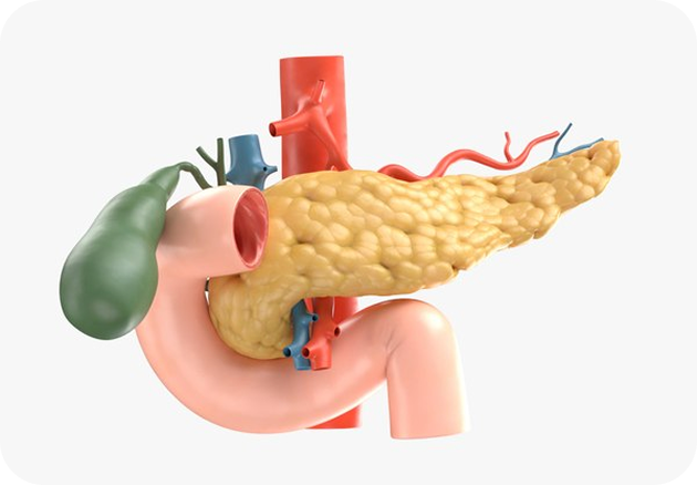 Pancreas